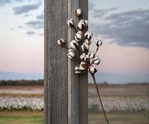Farmhouse Style: Cotton Stem, Large