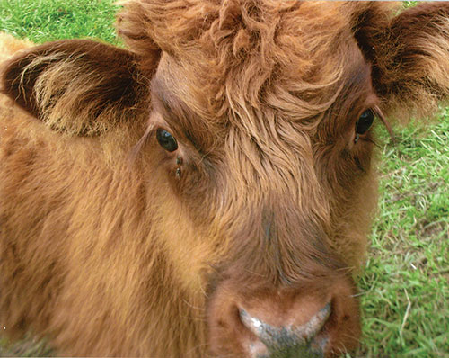 Pam's Scottish Highland