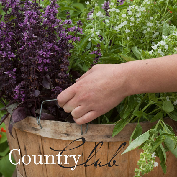 U-pick Country Club, basket full of basil