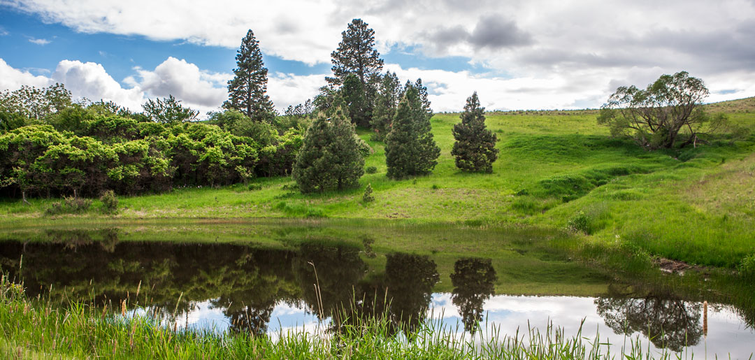 pond at MaryJanesFarm