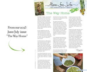 Farmhouse Style: Enamelware Bowl
