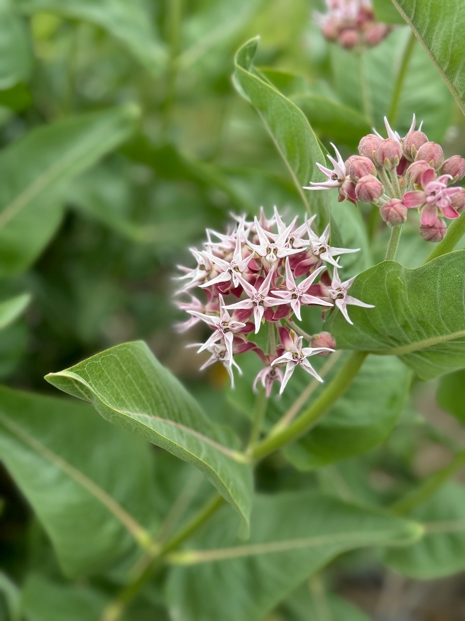 Showy Milkweed
