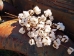 Cotton Stem, Large - EBD80159